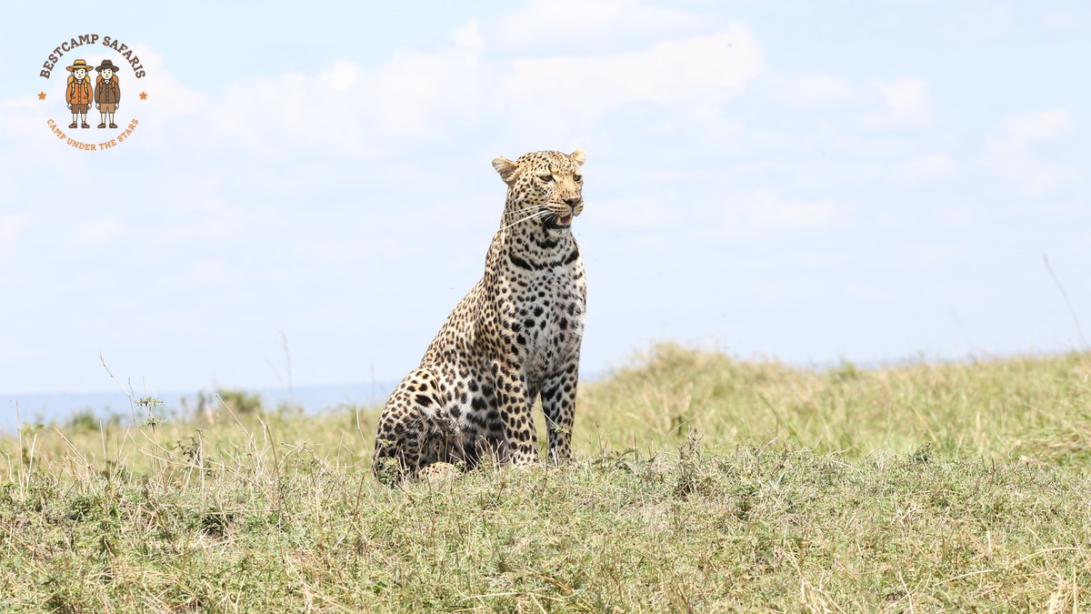 5-Day Masai Mara & Amboseli Safari Itinerary (2026)