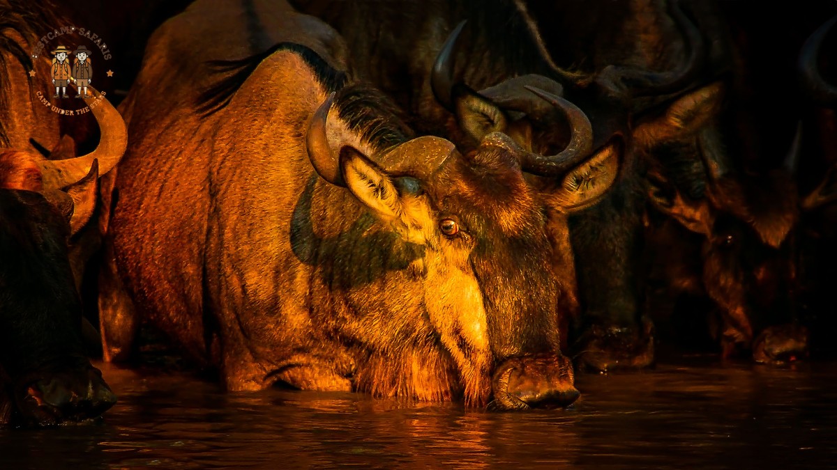 5-Day Masai Mara & Amboseli Safari Itinerary (2026) - photo 1