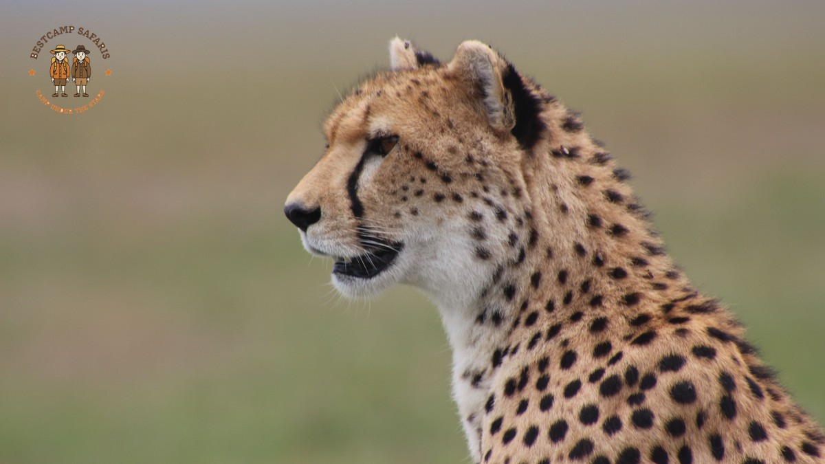 5-Day Masai Mara & Amboseli Safari Itinerary (2026) - photo 2