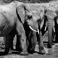 Amboseli Tsavo Chyulu Combined Route: Full Planning Guide