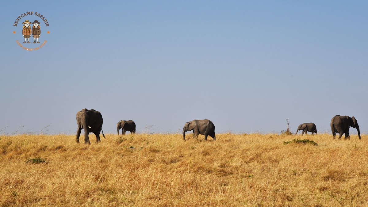 Amboseli Tsavo Chyulu Combined Route: Full Planning Guide - photo 1