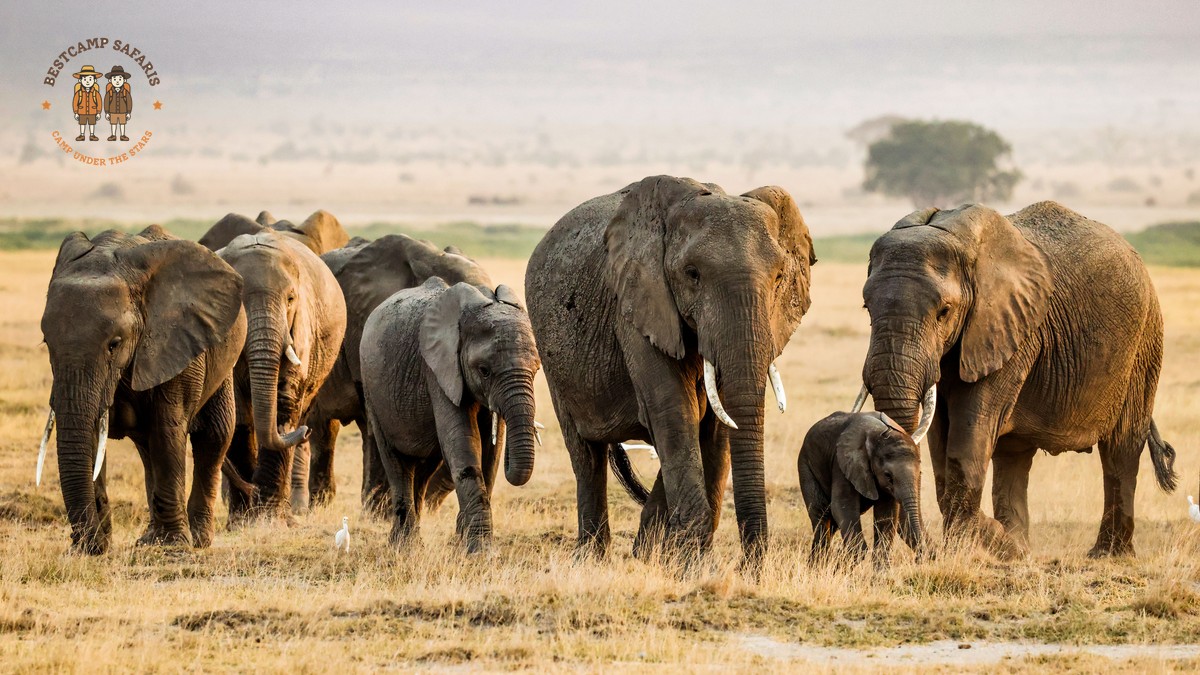 Amboseli Tsavo Chyulu Combined Route: Full Planning Guide - photo 2