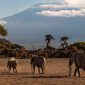 Amboseli vs Lake Nakuru Safari: Pick Your Best Park -- Photo by Kévin et Laurianne Langlais on Pexels