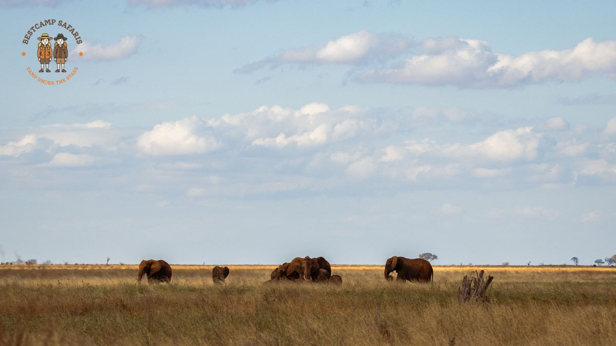 Amboseli vs Lake Nakuru Safari: Pick Your Best Park - photo 1