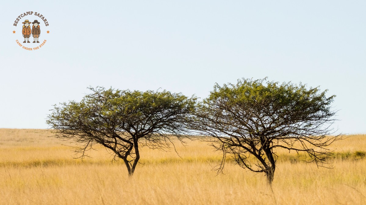 How Are Safari Tents Ventilated: Cool, Fresh Air - photo 1