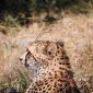 Babymoon Safari Kenya Before Baby: Full Planning Guide