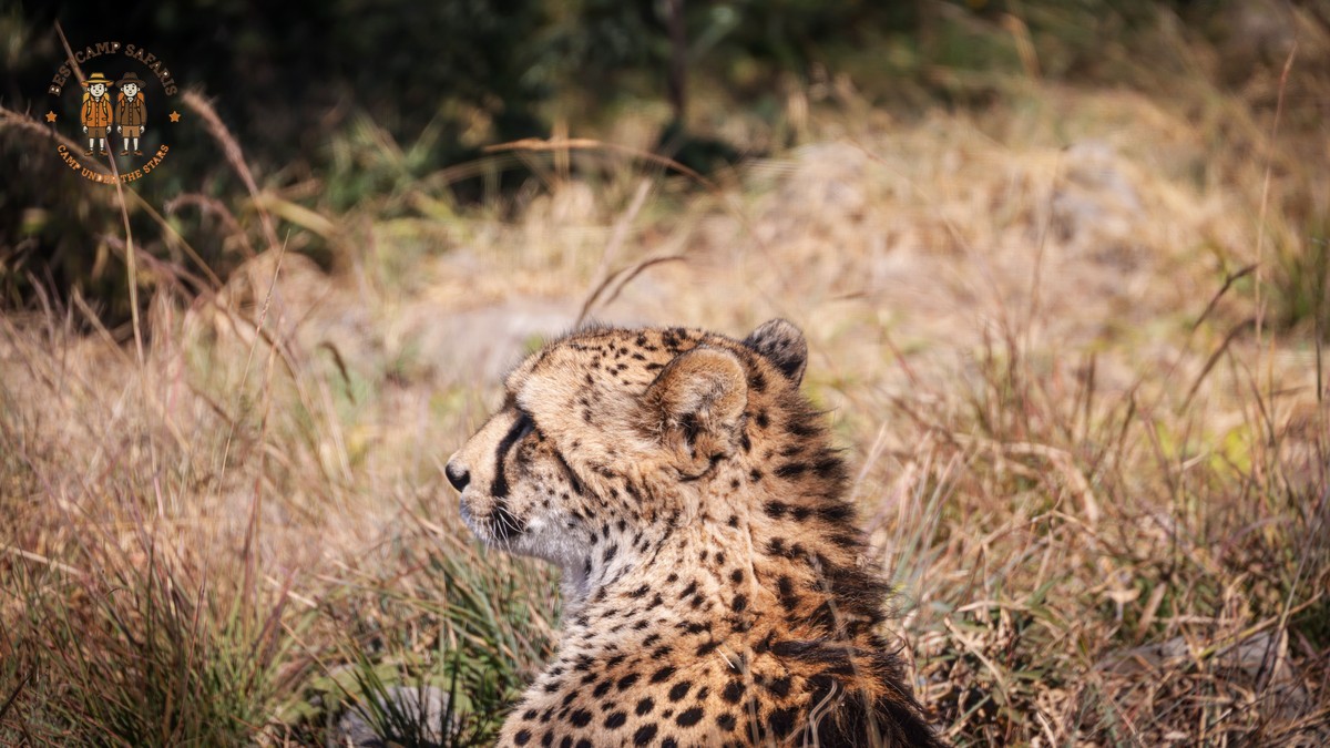 Babymoon Safari Kenya Before Baby: Full Planning Guide