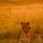 Kenya Safari for Belarusian Speakers: 2026 Guide