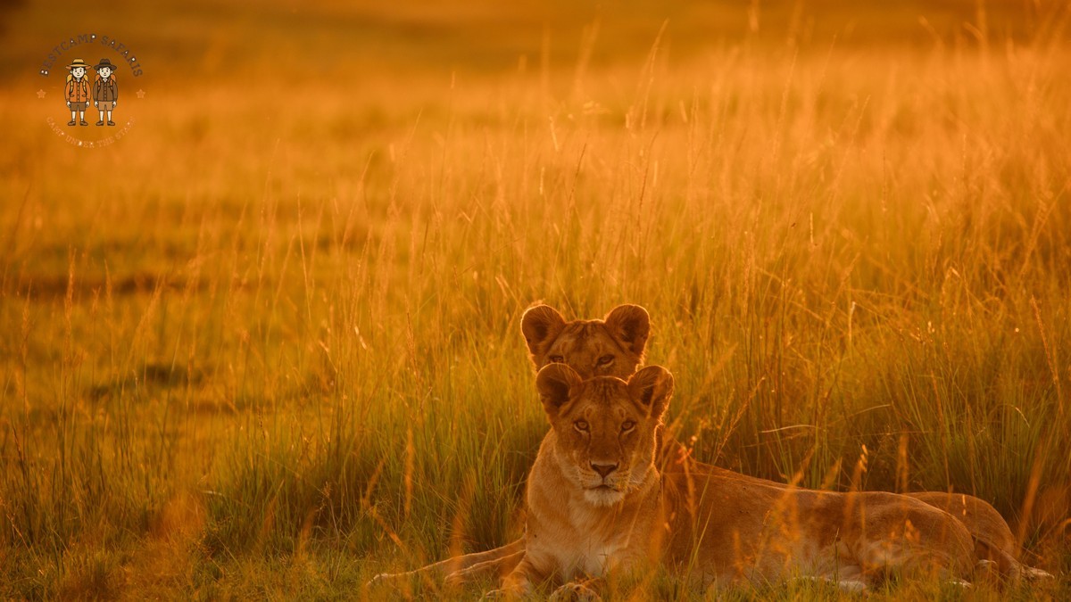 Kenya Safari for Belarusian Speakers: 2026 Guide