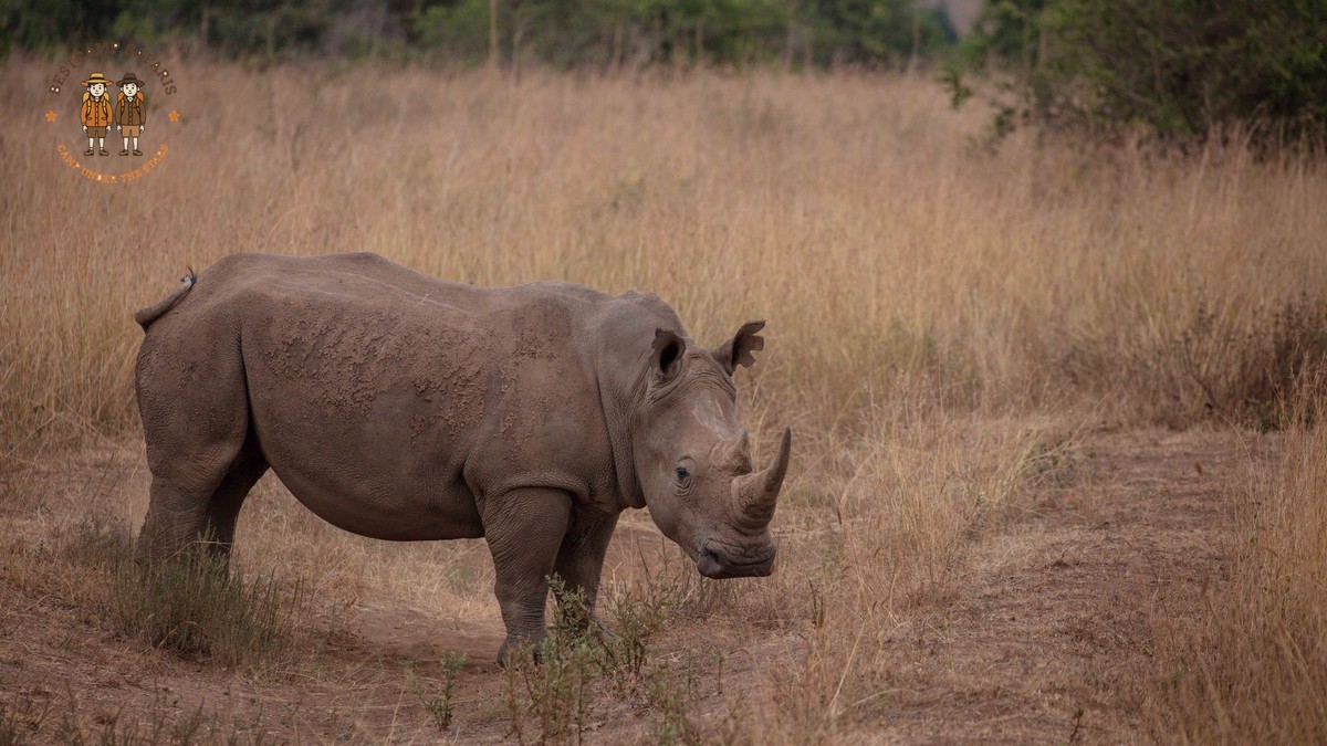 Best Camera Settings for Safari Photography in Kenya - photo 2
