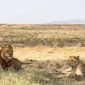 Big Five vs Big Cats Explained: What's the Real Difference?