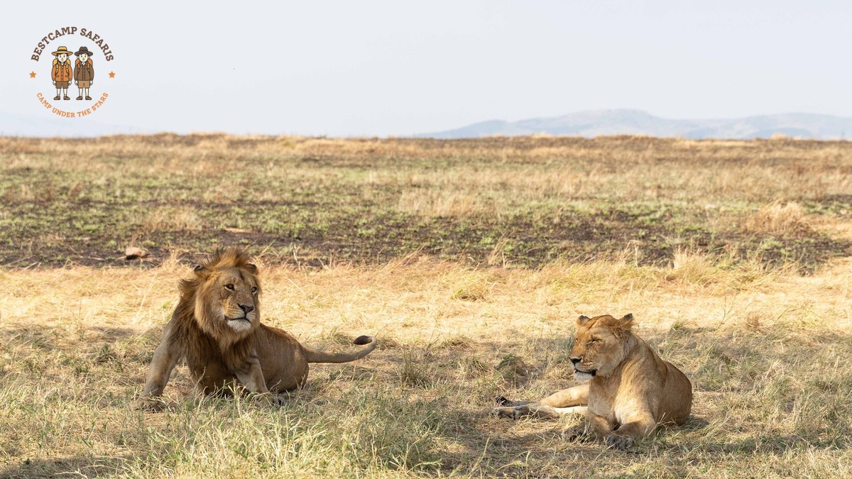 Big Five vs Big Cats Explained: What's the Real Difference?