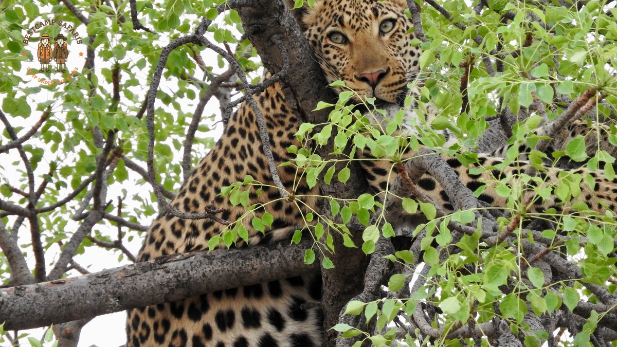Big Five vs Big Cats Explained: What's the Real Difference? - photo 1