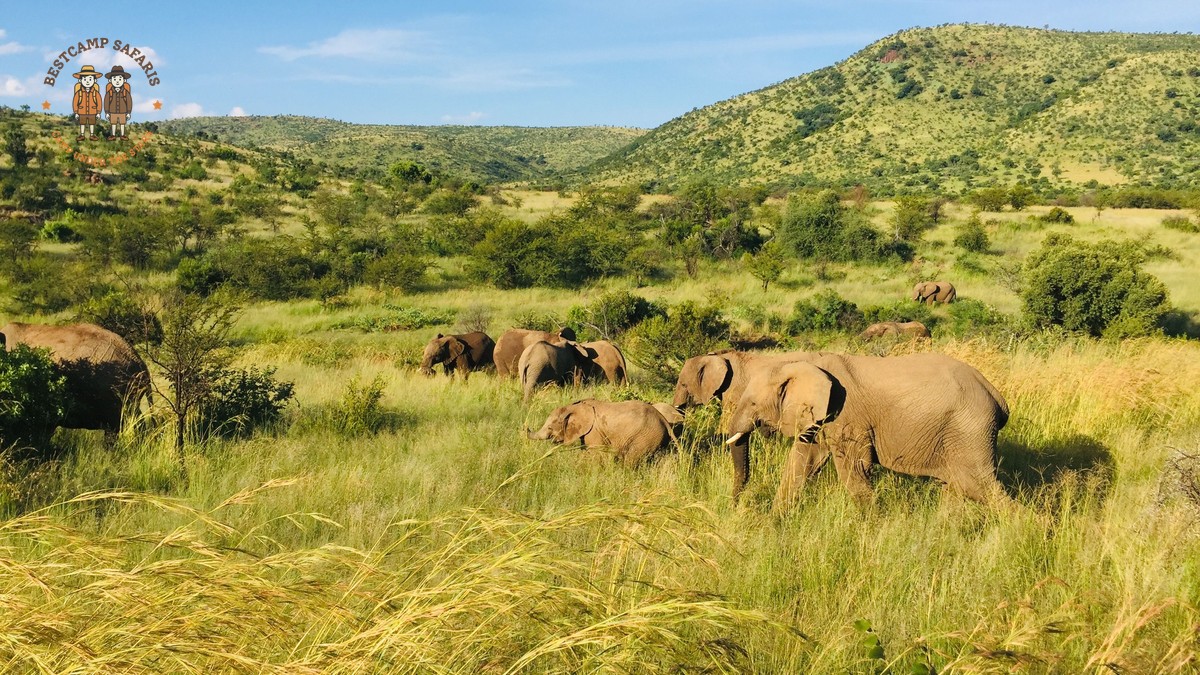 Big Five vs Big Cats Explained: What's the Real Difference? - photo 2