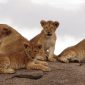 Big Nine Safari Animals Kenya: Beyond the Big Five