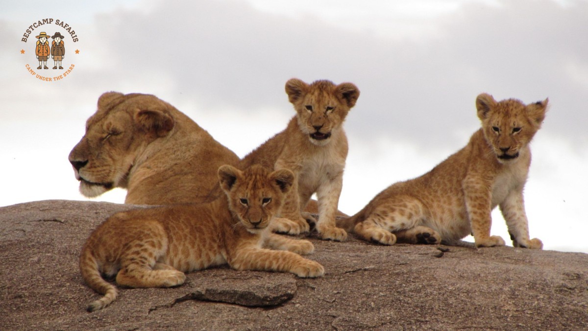 Big Nine Safari Animals Kenya: Beyond the Big Five