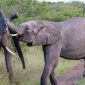 Big Tusker Elephants Amboseli Guide: Where to Look