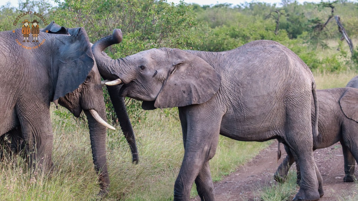 Big Tusker Elephants Amboseli Guide: Where to Look