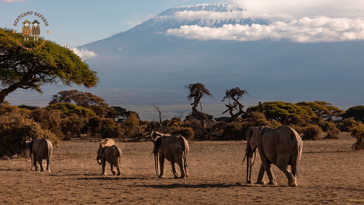 Big Tusker Elephants Amboseli Guide: Where to Look - photo 1