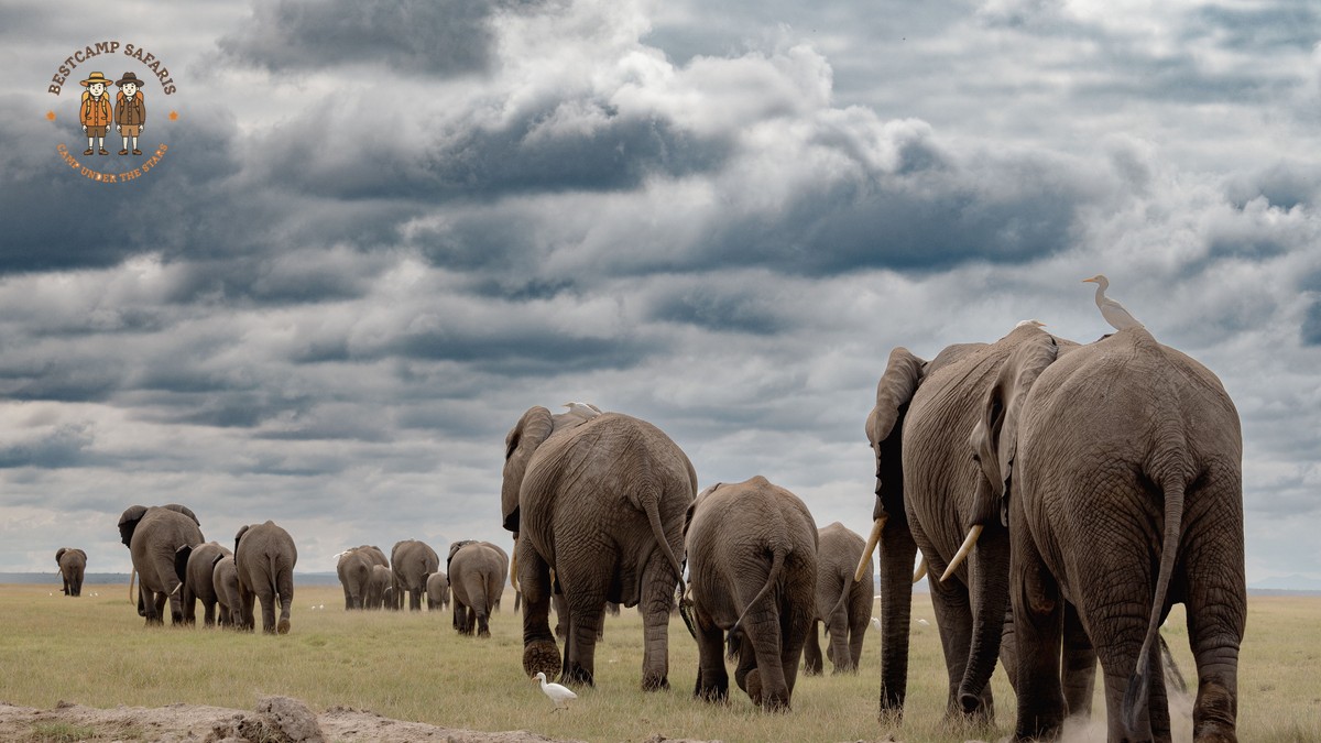 Big Tusker Elephants Amboseli Guide: Where to Look - photo 2