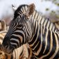 Book Direct Safari Operator vs Agent: Kenya Guide