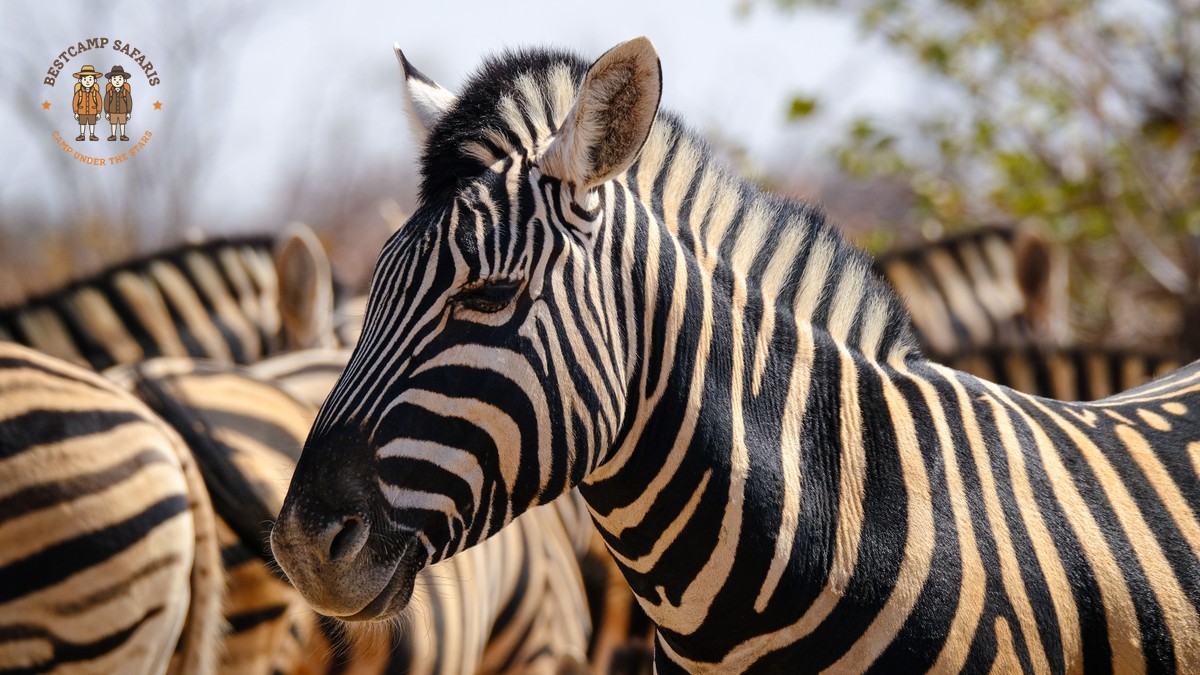 Book Direct Safari Operator vs Agent: Kenya Guide