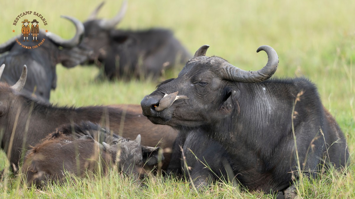 Book Direct Safari Operator vs Agent: Kenya Guide - photo 2