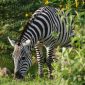 Borana Conservancy Rhino Tracking Safari Guide