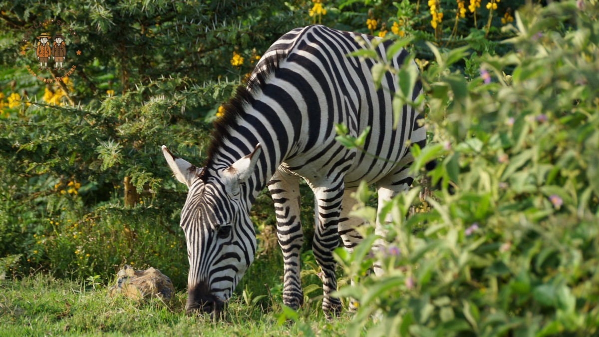 Borana Conservancy Rhino Tracking Safari Guide