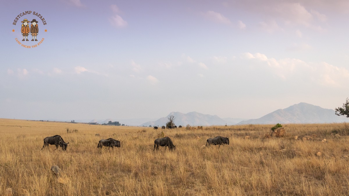 Borana Conservancy Rhino Tracking Safari Guide - photo 1