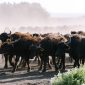 Buffalo Springs Reserve Safari Guide: 2026 Edition