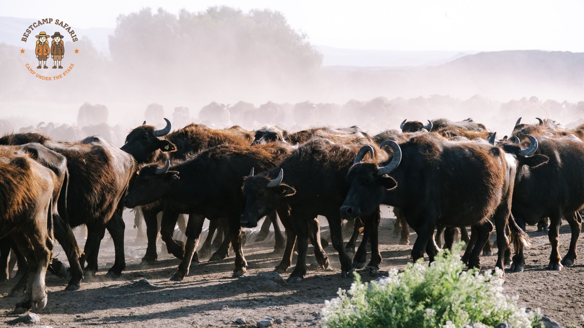 Buffalo Springs Reserve Safari Guide: 2026 Edition
