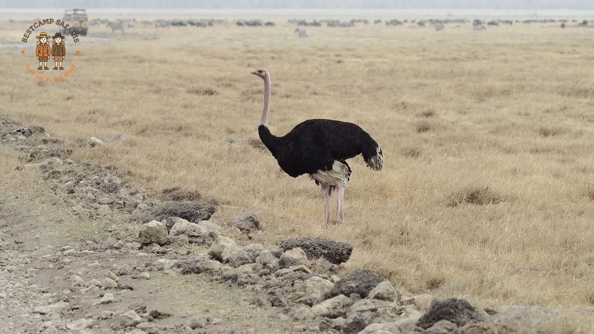 Buffalo Springs Reserve Safari Guide: 2026 Edition - photo 1
