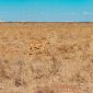 Bush Camping in Laikipia: Kenya's Wildest Conservancy Circuit