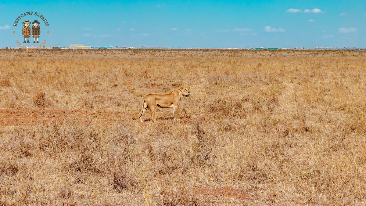 Bush Camping in Laikipia: Kenya's Wildest Conservancy Circuit