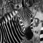 Camel Trekking Safari in Samburu, Kenya: A Full Guide