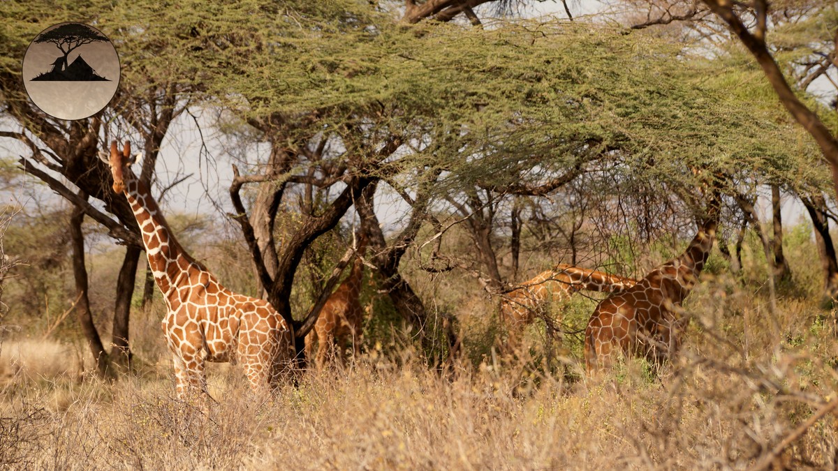 Camel Trekking Safari in Samburu, Kenya: A Full Guide - photo 1