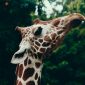 Can Children Share a Safari Tent With Parents?