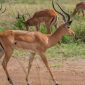 Can safari guests request window seats: How to Ask -- Photo by Kyama Kilonzo on Pexels