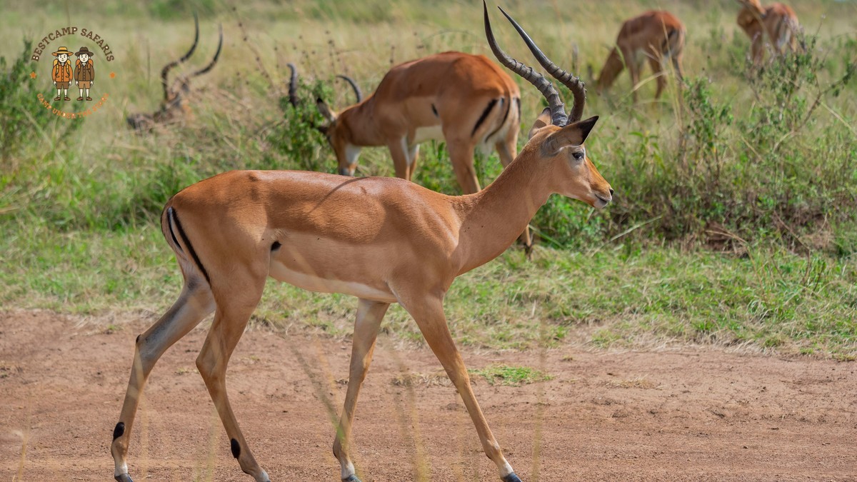 Can safari guests request window seats: How to Ask -- Photo by Kyama Kilonzo on Pexels