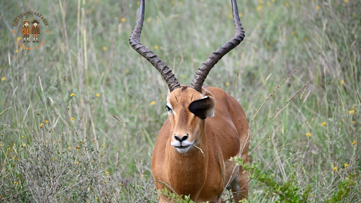 Can safari guests request window seats: How to Ask - photo 2