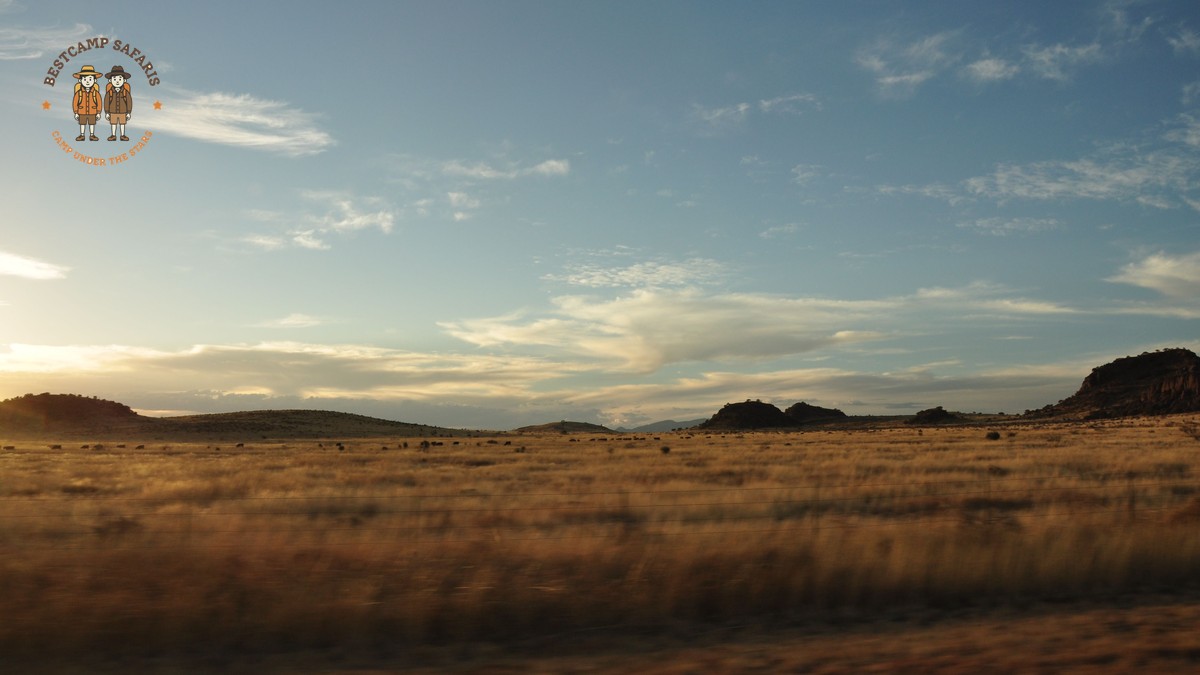 Can Safari Guests Skip Game Drives: Plan Freely - photo 1