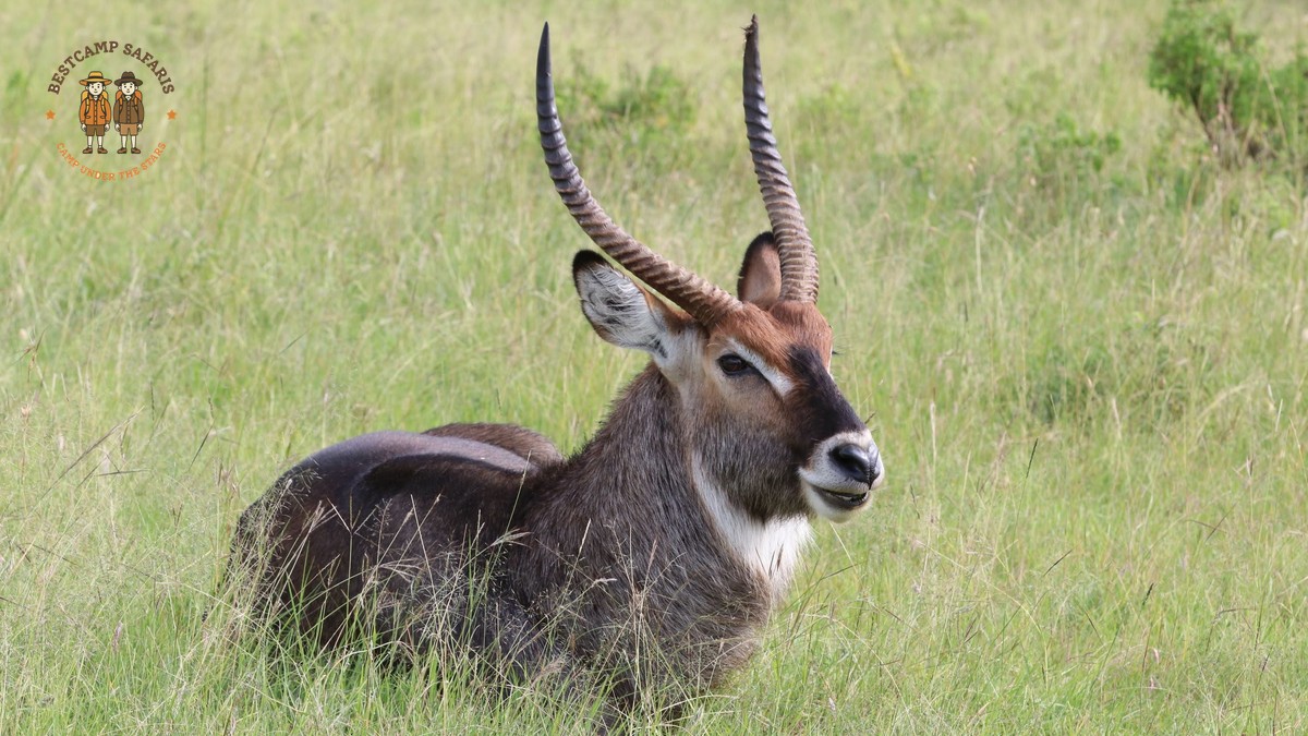 Can Safari Guests Skip Game Drives: Plan Freely - photo 2