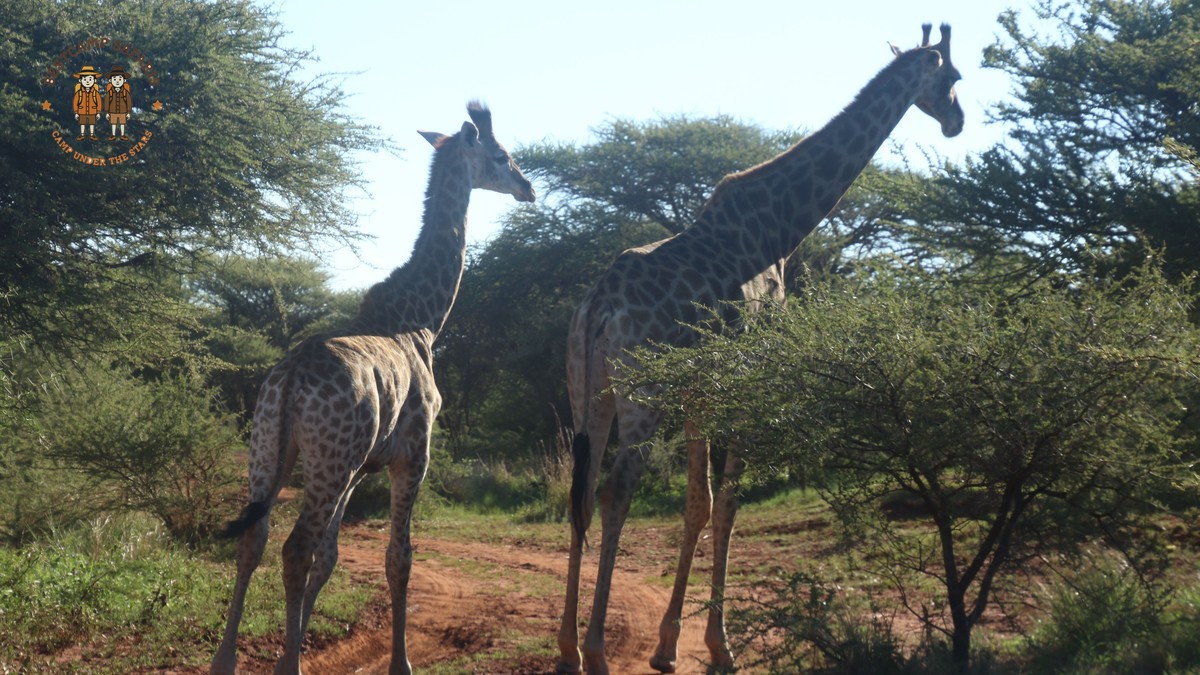 Can Safari Vehicles Handle Wheelchairs in Kenya?