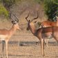Can Safari Vehicles Use Booster Seats? Kenya Guide