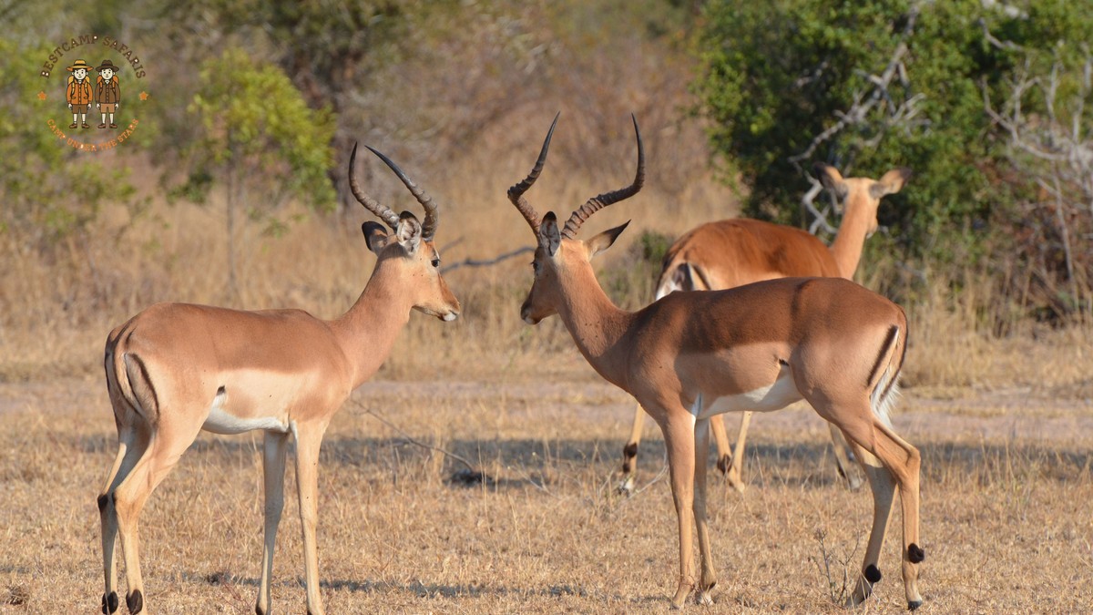 Can Safari Vehicles Use Booster Seats? Kenya Guide