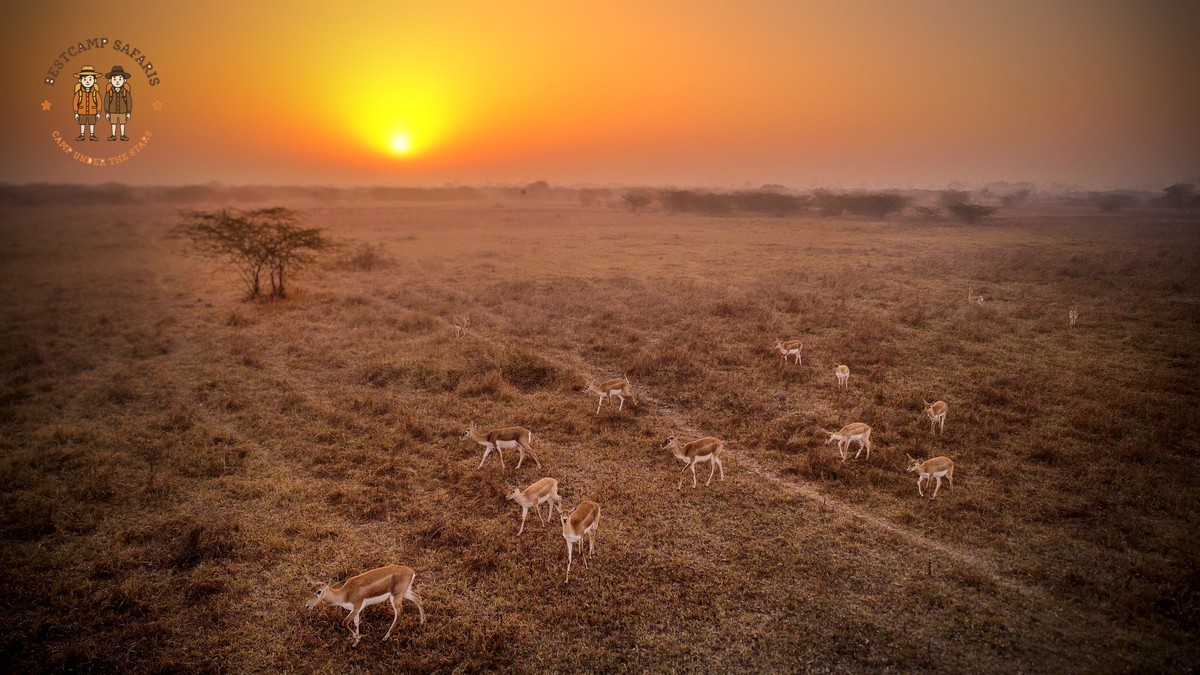 Can Safari Vehicles Use Booster Seats? Kenya Guide - photo 1