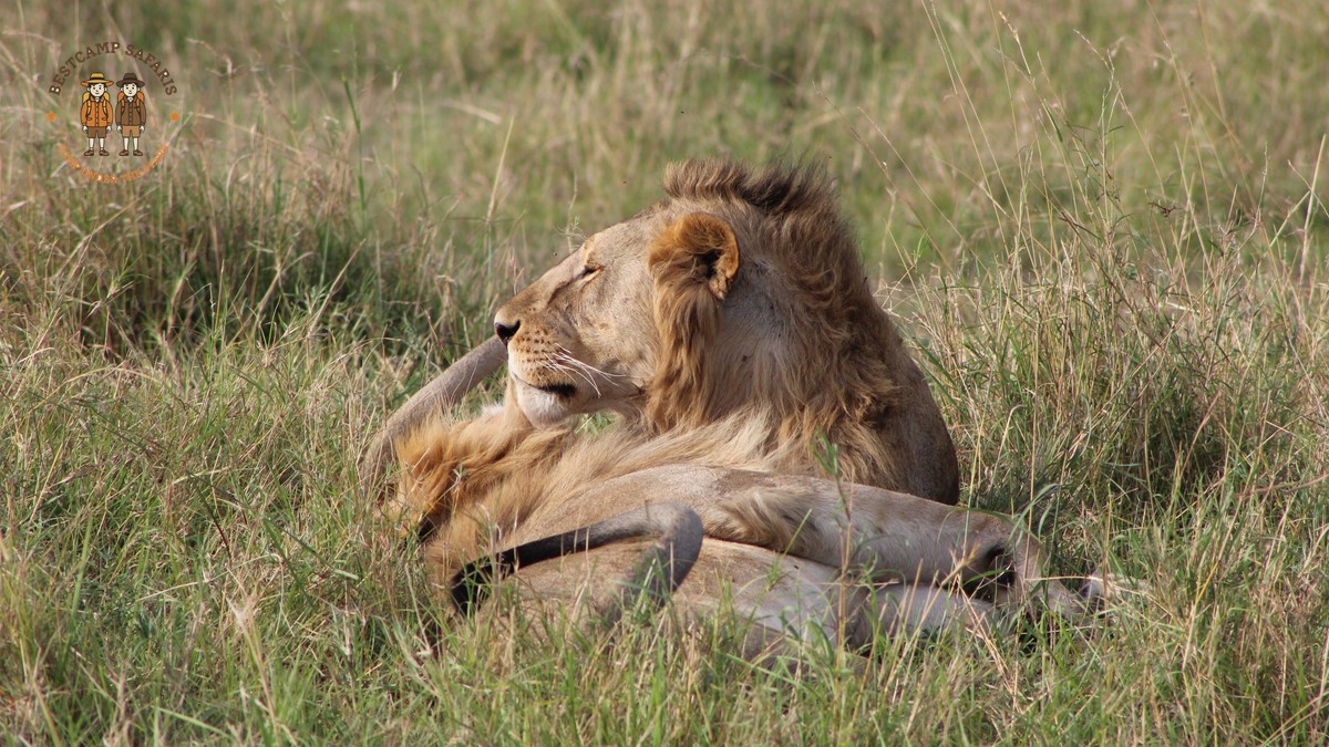 Can Safari Vehicles Use Booster Seats? Kenya Guide - photo 2
