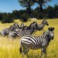 Carnet de Passage Kenya Safari: Do You Actually Need One?