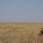 Chances of Seeing the Big Five in Kenya: Real Odds
